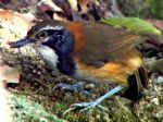 800px-Greater_Necklaced_Laughing-Thrush